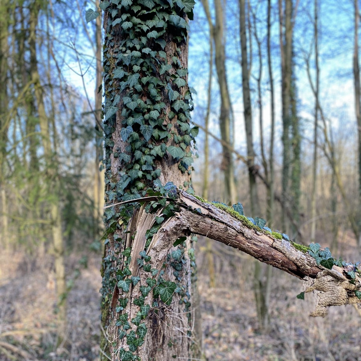 Baum mit Efeu