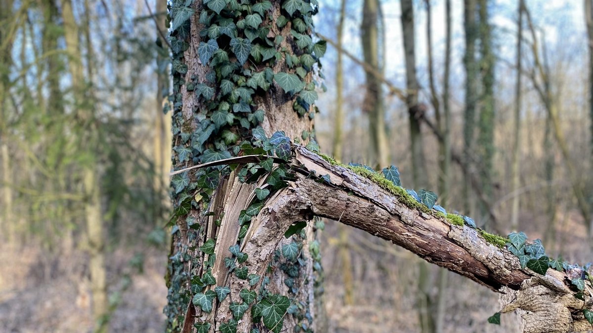 Wald mit Efeu