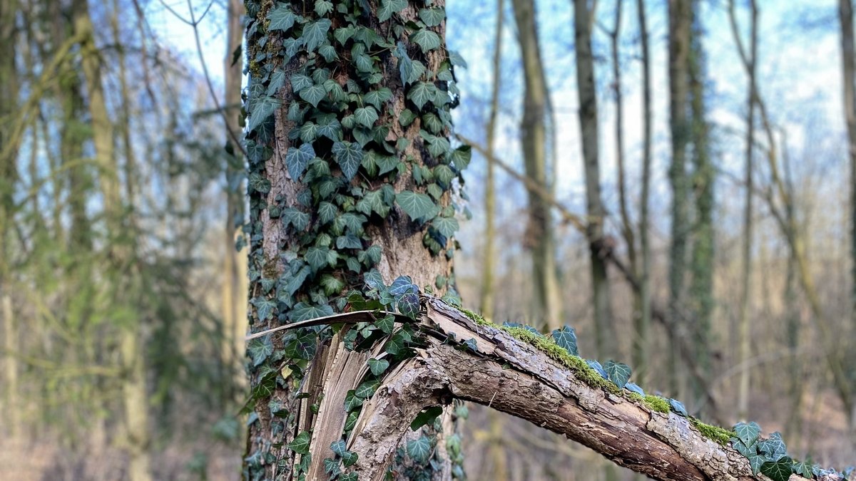 Wald mit Efeu