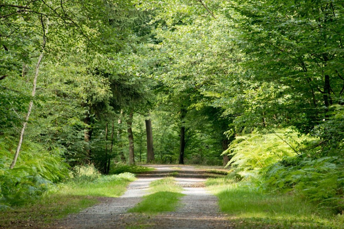 Waldweg