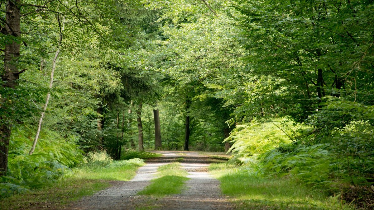 Waldweg